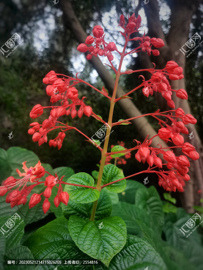 狀元紅97049精準資料，探索與解析，狀元紅97049精準資料深度解析與探索