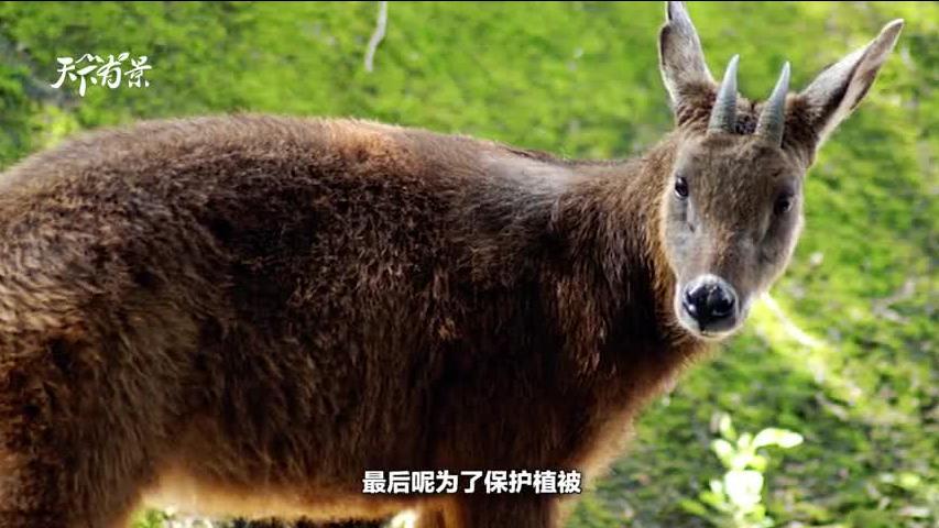 新澳2024今晚開獎資料四不像，探索彩票世界的神秘面紗，探索彩票世界的神秘面紗，新澳2024今晚開獎資料四不像