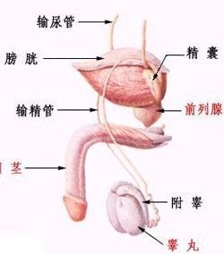 前列腺癌的癥狀及表現(xiàn)，前列腺癌的癥狀與表現(xiàn)概述